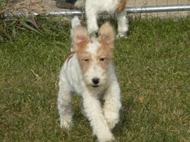 CKC registered Fox Terrier Puppies