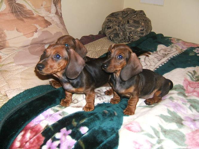 Dachshund puppies for sale in Hamilton, Ontario Your pet