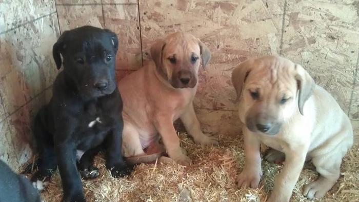 Daniff Puppies for sale...English Mastiff X Great Dane