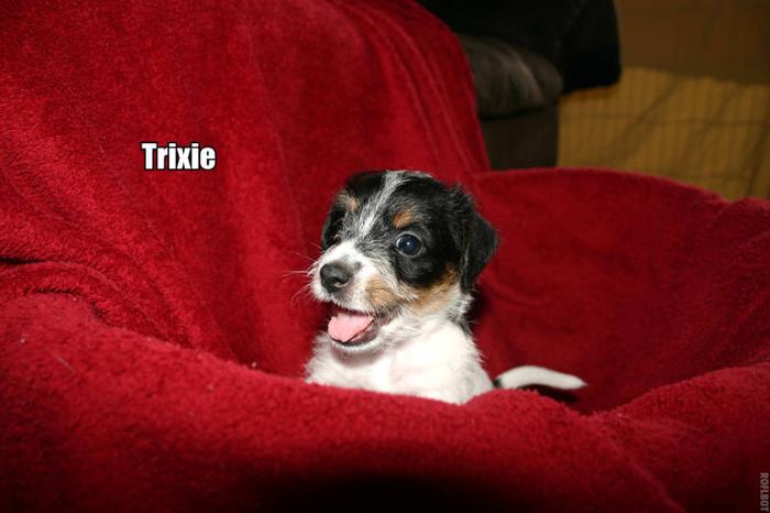 Female Jack Russell Terrier Puppy for sale in Toronto