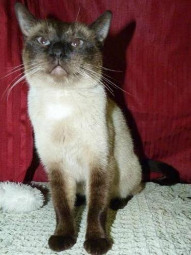 female siamese adult cat for adoption - spayed