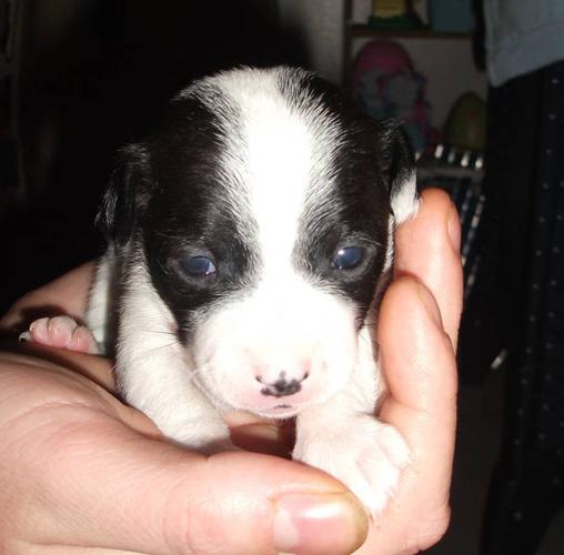 For Sale: Jack Russell/Chihuahua Puppies!!