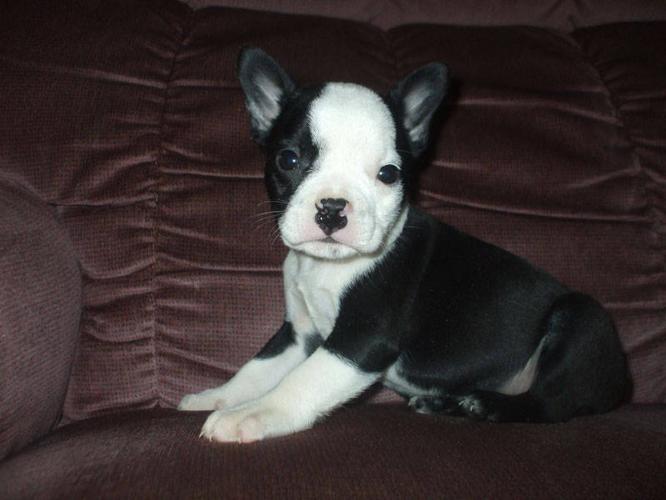 French Bulldog x Boston Terrier Puppies!! for sale in ...