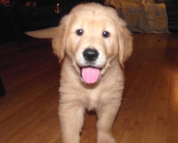 Golden Retriever Pups For Sale (ONLY 1 MALE LEFT)