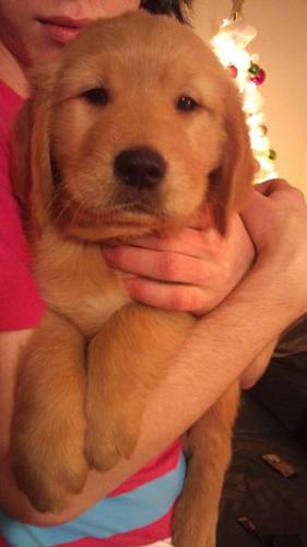 Golden Retriever Pups For Sale (ONLY 2 MALES LEFT)