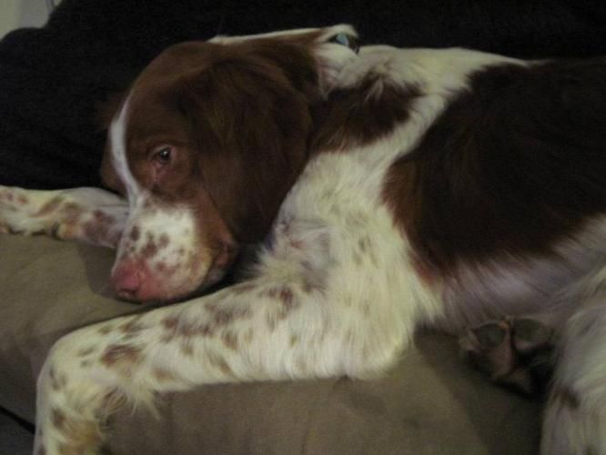 Gorgeous Brittany (Spaniel) Looking for a Forever Home