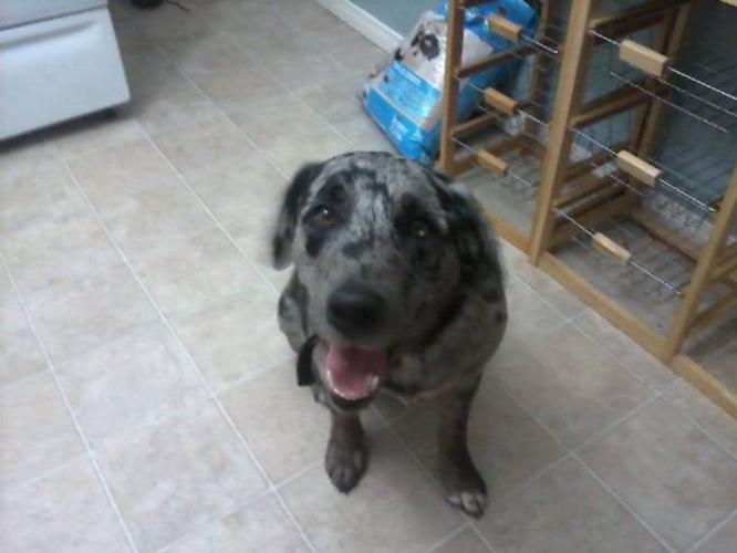 GORGEOUS PUREBRED CATAHOULA LOOKING FOR HIS FOREVER HOME!!!!