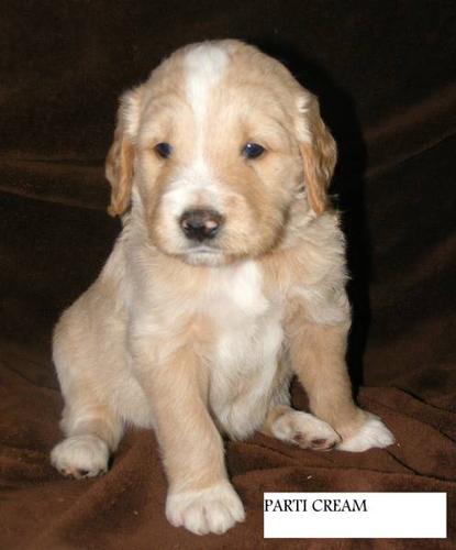 Gorgeous, Quality F1 Goldendoodle puppies!!