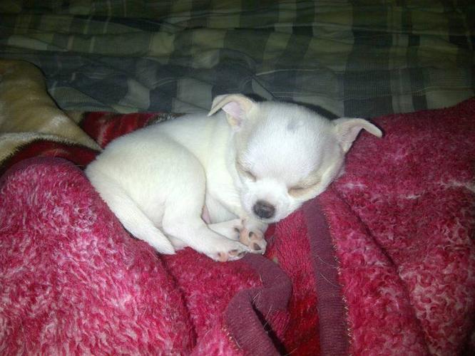 WHITE APPLEHEAD CHIHUAHUA for sale in Vancouver
