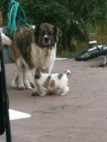 great pyrenees x caucasian sheepdog ( mounten dog)