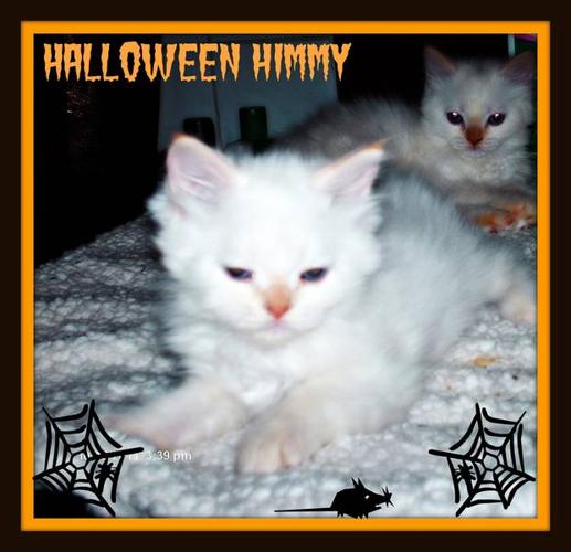 HIMALAYAN KITTEN 9 weeks old...ready now!