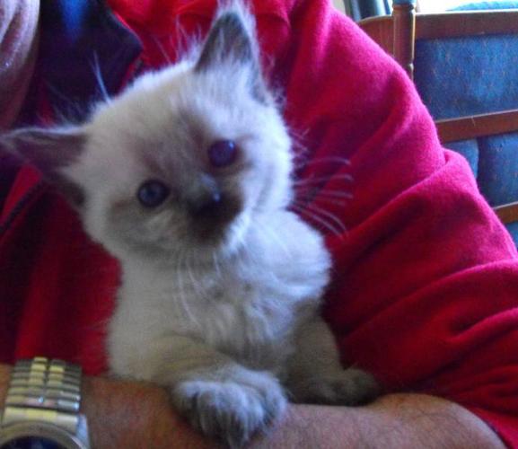 HIMALAYAN/SIAMESE MIX KITTENS FOR SALE