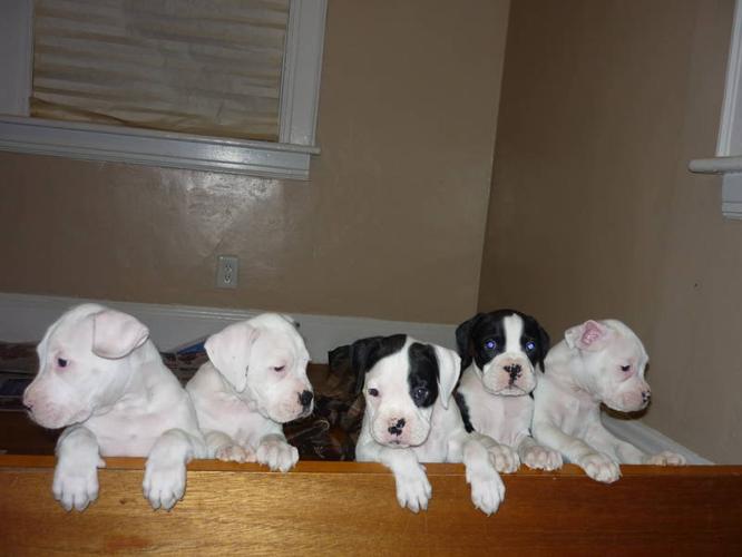 I only have one puppie left to sell from 8