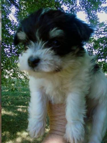 Jack Russell Cross pups, ready in 2 weeks Super cute