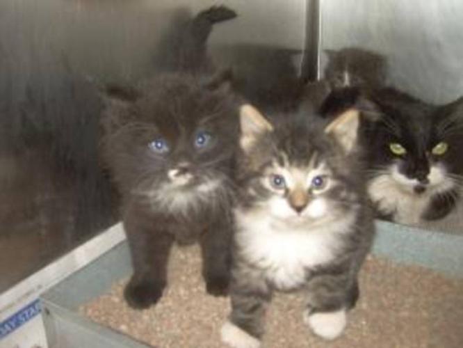 Kittens/declawed cats at high volume shelter need homes for sale in