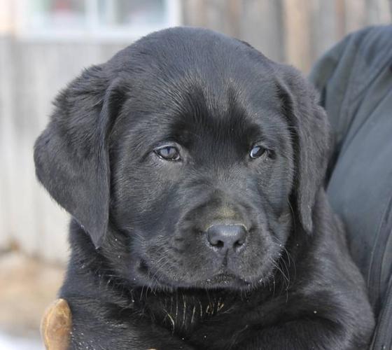 Lab Puppies -- CKC Registered Black Pups -- Ready to GO