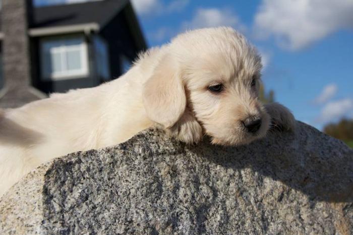 LABRADOODLE PUPPIES. Cutest puppies you've ever seen!