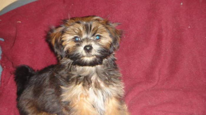 Last Lonely Shihzu/Yorkie Boy Looking for Forever Home