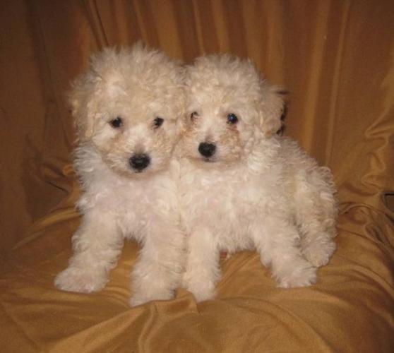 Light Poodle Puppies