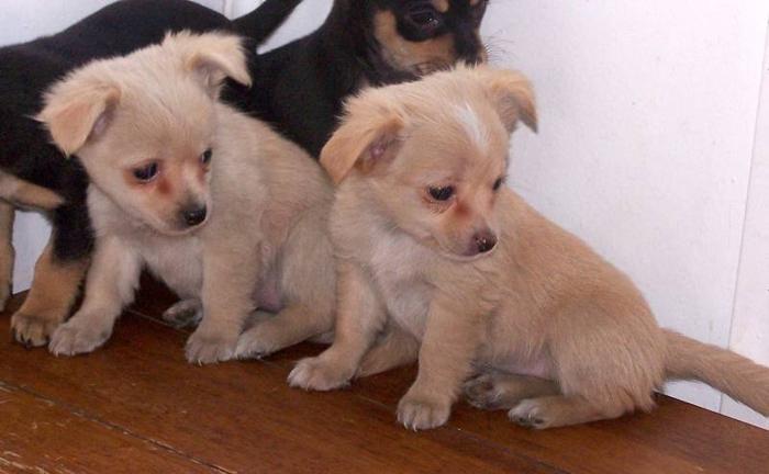 Longhair Chihuahua Puppies