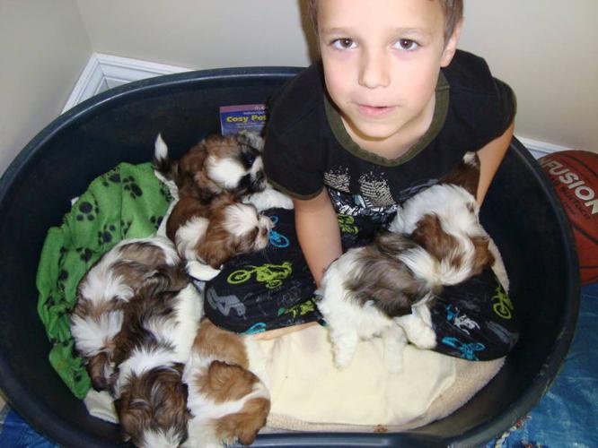 LOOK AT THESE CUTE LITLLE MALSHI PUPPIES