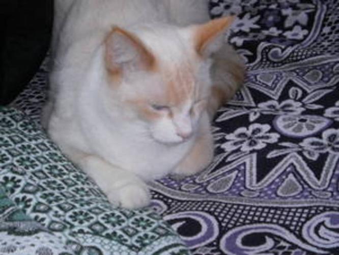 Male cat about 14 months old Flame Point Siamese X