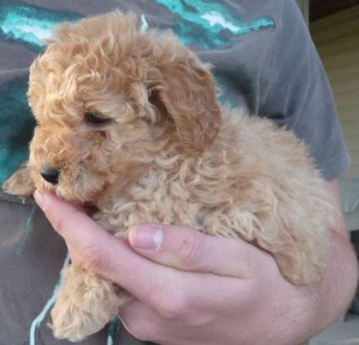 Minature Goldendoodle Puppies For Sale In Halifax Nova Scotia Your Pet For Sale