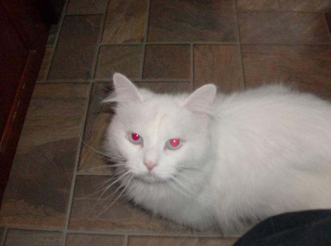 Neutered Beautiful White Long hair Ragdoll Cat