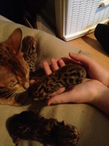 New Bengal Kittens!!