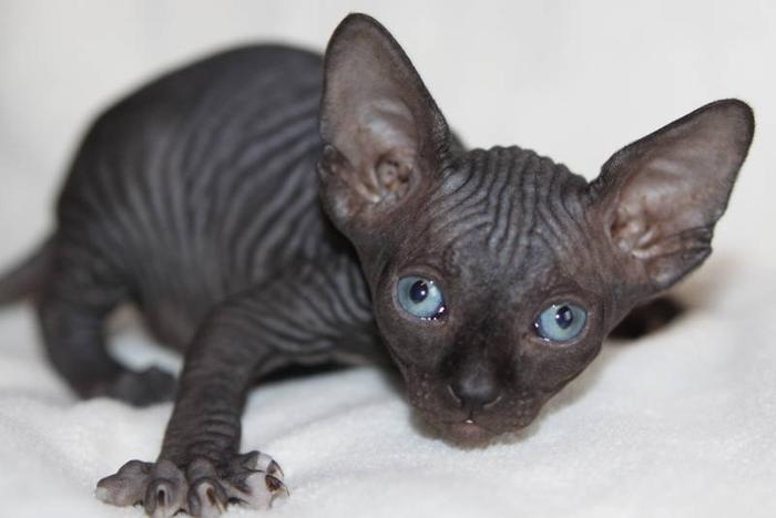 New Years Sphynx Kitten Female Black Tortie for sale in Three Hills