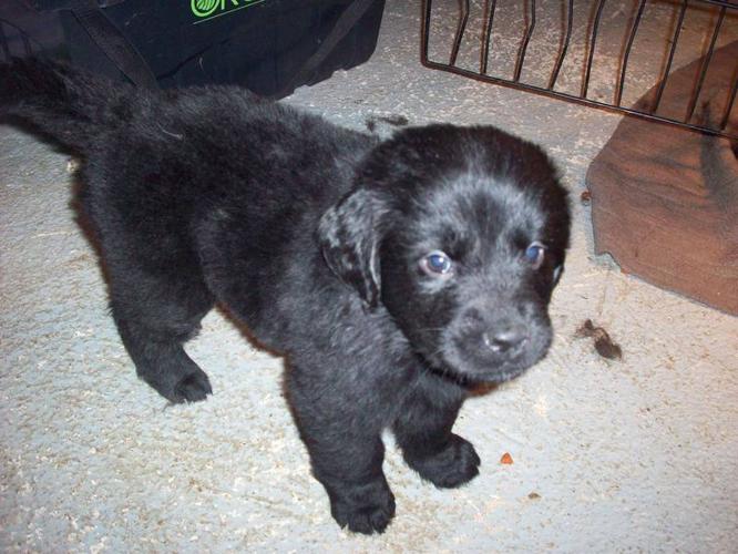 NEWFOUNDLAND PUPPIES FOR SALE