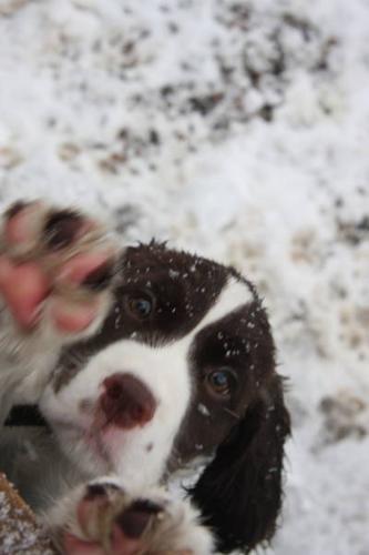 Offering Top Quality English Springer Spaniels