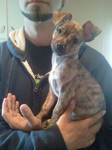 One Chihuahua/ Dachshund Mix left UPDATED PIC!! Lower price!!