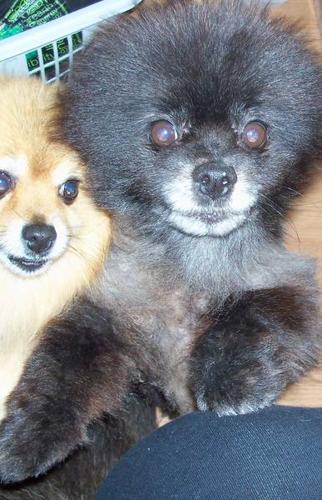 One Male and One female Pomeranian