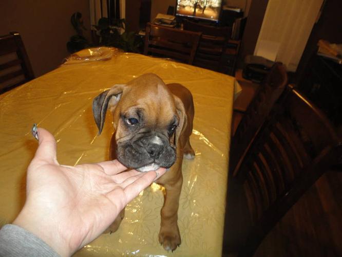 only one Boxer puppy left