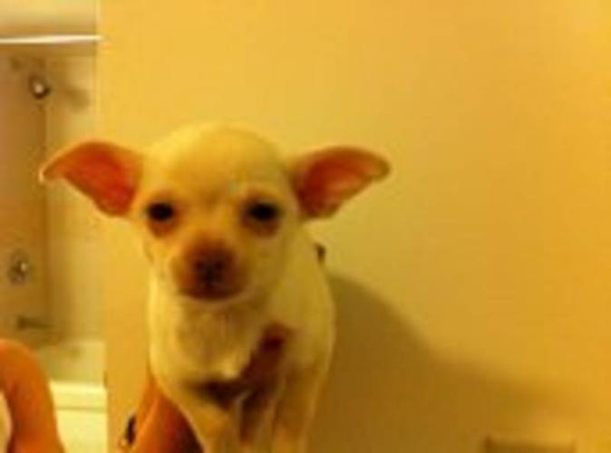 Only one chihuahua puppy left!
