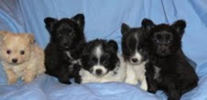 Papipom Puppies for sale