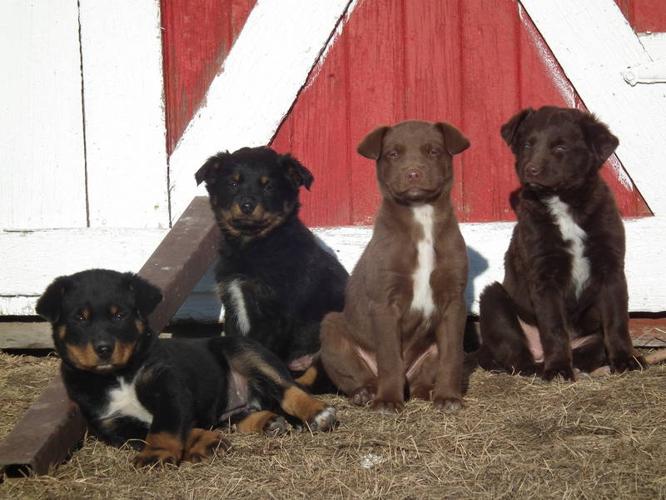 Puppies(Good cattle dogs)