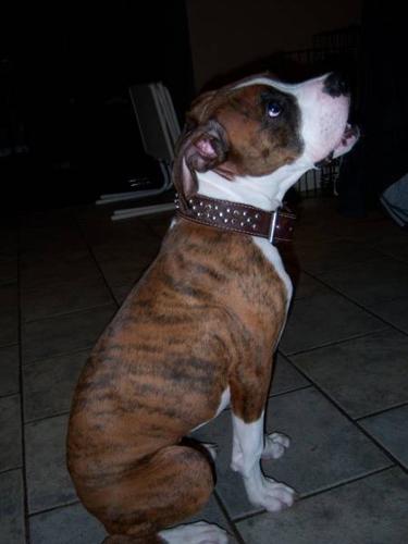 PURE BRED MALE BOXER AND INDOOR KENNEL.