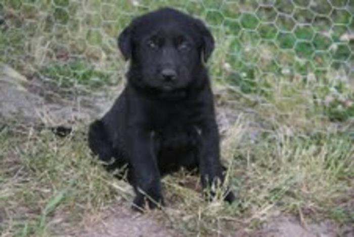 Purebred Black Lab Puppies for sale