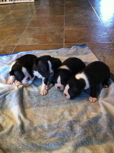 Purebred Boston Terrier Puppies Price Reduced !!!
