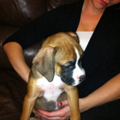 Purebred boxer pup ONLY 1 LEFT!!!