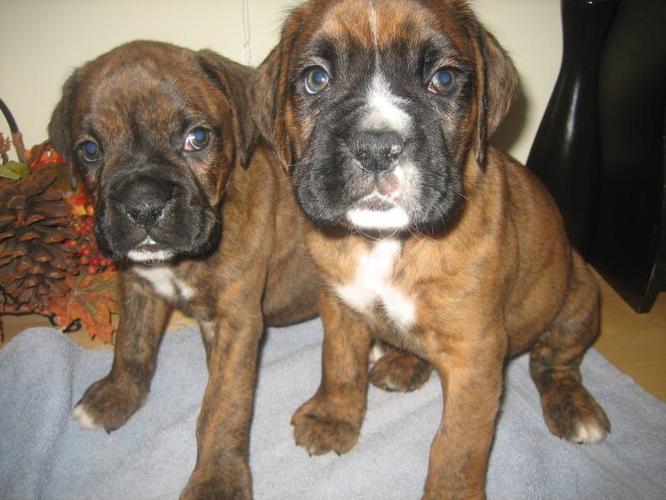 Purebred boxer puppies for sale in North York, Ontario
