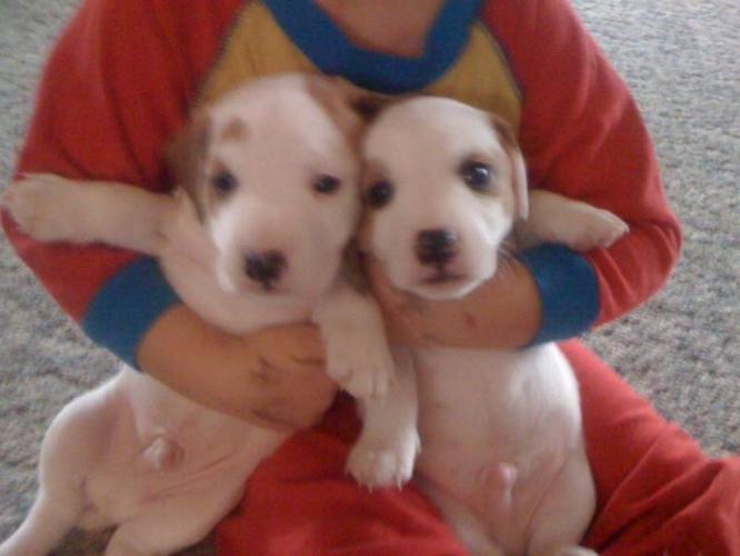 PUREBRED JACK RUSSELL TERRIER PUPPIES $475