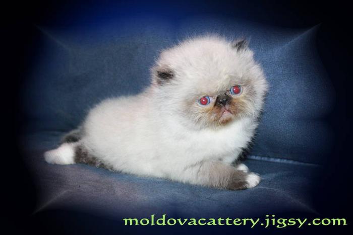 Purebred Persian CPC (Himalayan) extreme white mitted kitten boy