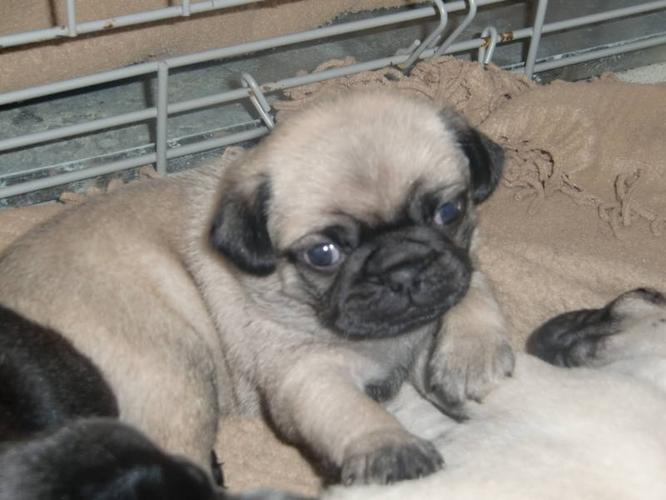 PUREBRED PUG PUPPIES!! GREAT CHRISTMAS GIFTS!!! 3 FEMALE FAWNS!!