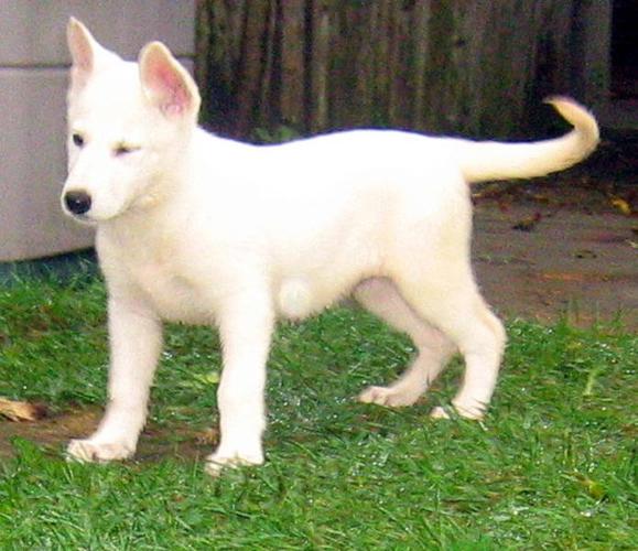 Purebred White German Shepherd Pup