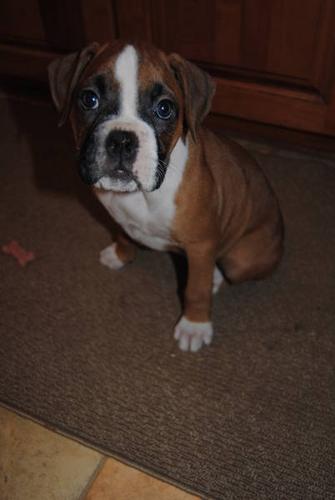 Pure/Breed Boxer Pups