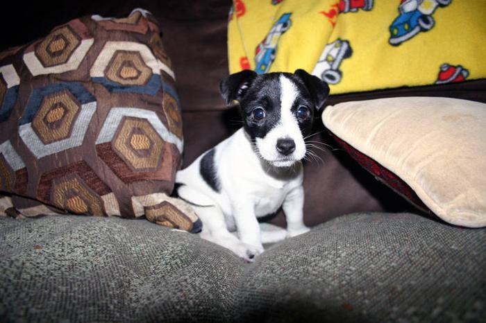 Registered Jack Russell Terrier Puppies for sale in
