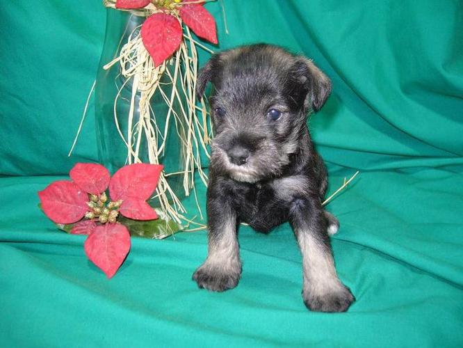 Schnoodle Pups available now!!